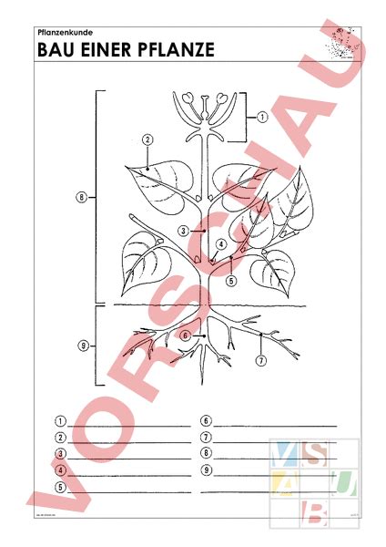 Arbeitsblatt Bau Einer Bl Tenpflanze Biologie Pflanzen Botanik