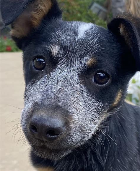 Mikes mini Austrailian cattle dogs/Mikes mini blue heelers | Orange CA