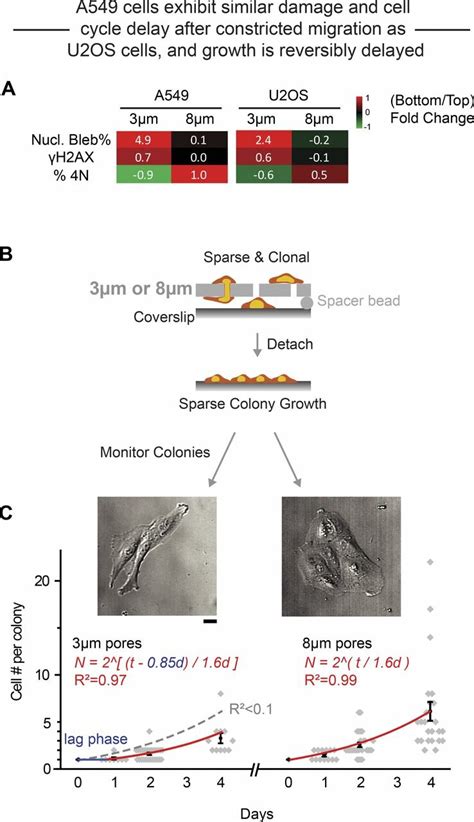 Cell Expansion After Constricted Migration Reveals A Growth Delay A