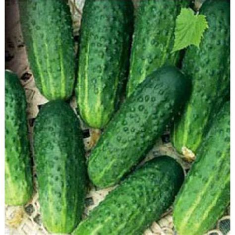 Купить Огурец Кустовой Цена, фото, описание, отзывы. Курьерская ...