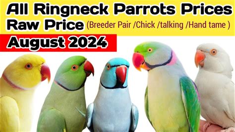 All Ringneck Parrots Price Raw Parrot Price Green White Blue Yellow