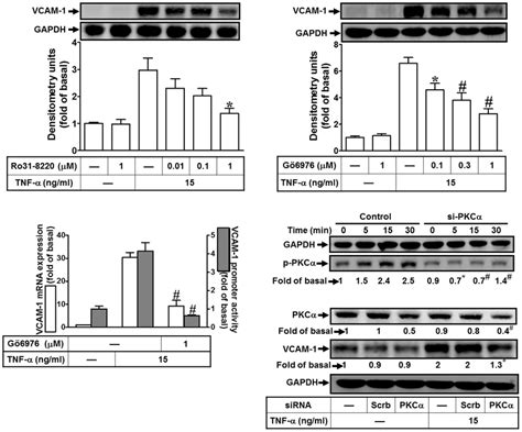 Tnf Induces Vcam Expression Via Pkc Dependent Pathway In Hcfs