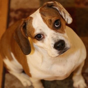 Beabull Breed Information, Characteristics & Heath Problems | DogZone.com