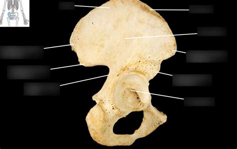 Hip Bone Lateral View Right Ilium Diagram Quizlet