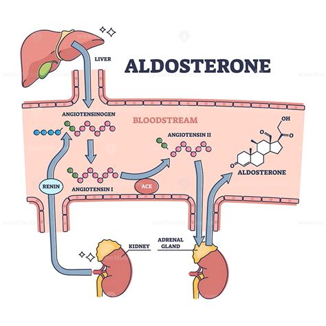 Aldosterone mineralocorticoid steroid hormone release process outline ...