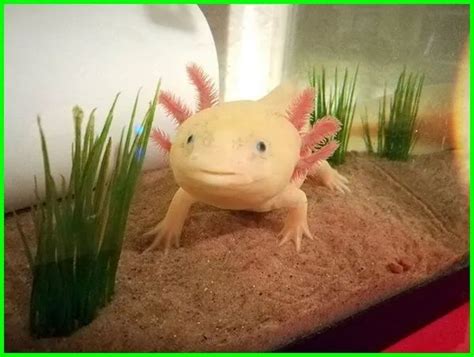 Axolotl Harga Klasifikasi Dan Fakta Menariknya Daftarhewan