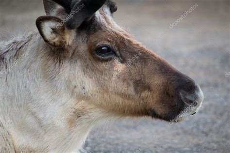 Reindeer close up Stock Photo by ©fotogenix 56377091