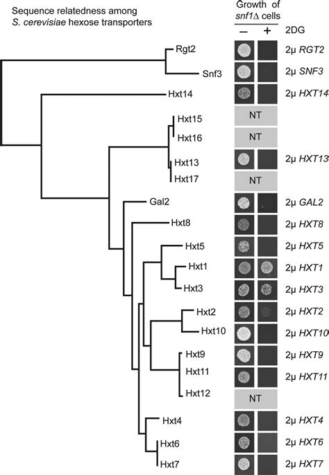 Hexose Transporters Of S Cerevisiae And Suppression Of Dg