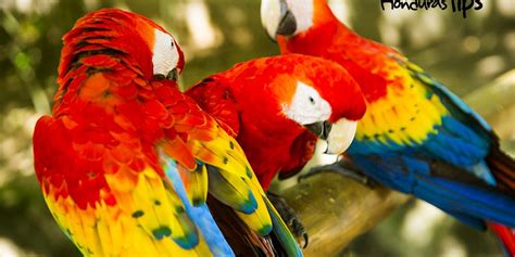 7 Datos Importantes Que Todo Hondureño Debe Saber De La Guacamaya Roja