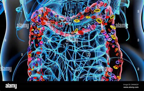 Intestinal Microbiota Conceptual Illustration Stock Photo Alamy