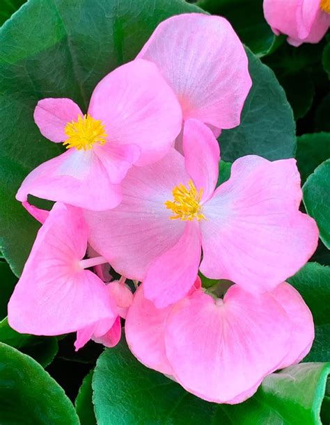 Begonias Tlc Garden Centers