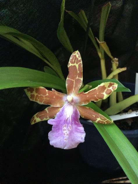 Oncidium Goodale Moir Southern Suburbs Orchid Society Inc