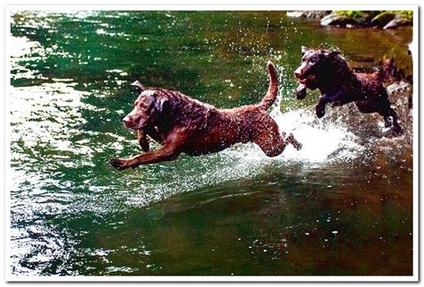What Does A Chesapeake Retriever Look Like All About Race Dogsis