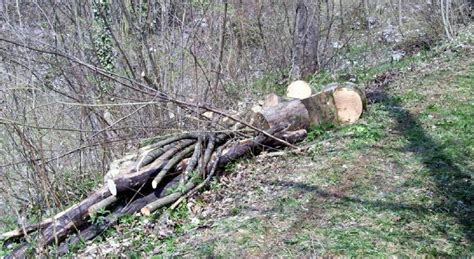 Viene Travolto Da Un Albero Mentre Fa La Legna Giuliano Di Lenardo