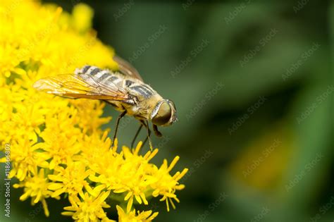 Vespa Gialla In Primo Piano Impollina Fiore Ape Maia Ape Vespa