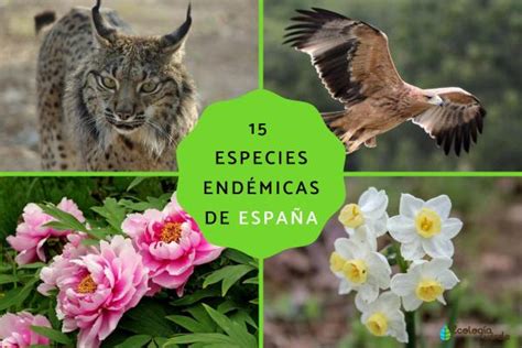 Ejemplos De Especies End Micas De Espa A Con Fotos