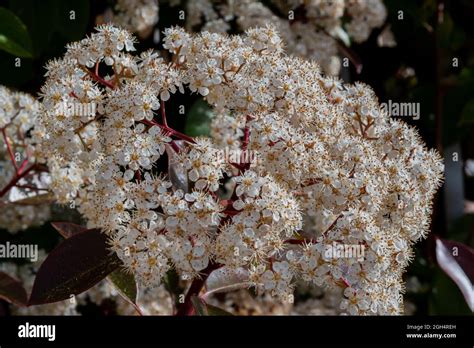 Viburnum Tinus The Viburnum Vat Is A Plant Of The Caprifoliaceae