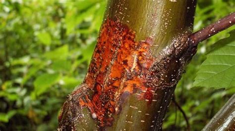 Horse Chestnut Bleeding Canker Woodland Trust