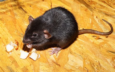 60000 Free Cute Rat And Rat Photos Pixabay