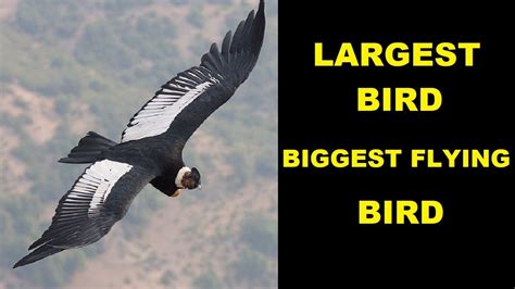 Largest Flying Bird