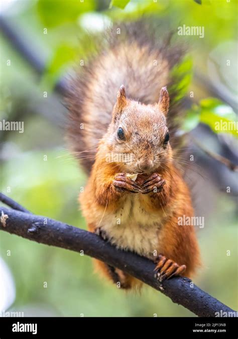 Das Eichhörnchen Mit Nuss Sitzt Im Herbst Auf Dem Baum Eurasisches