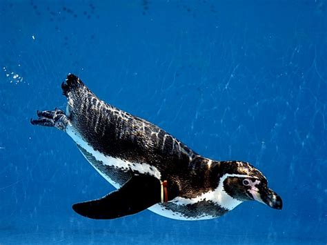 フンボルトペンギンの採餌 動物園放浪記