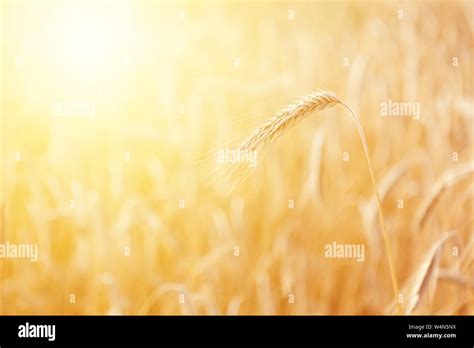 Planta De Triticale Fotograf As E Im Genes De Alta Resoluci N Alamy