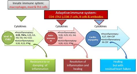 Frontiers Cardio Immunology Of Myocarditis Focus On Immune