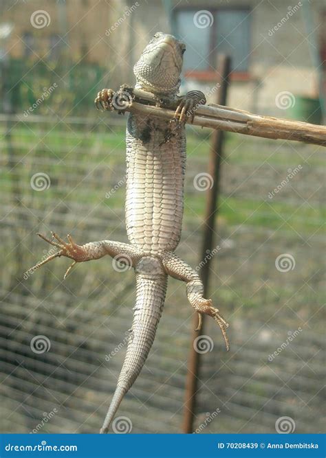 Lizard Hangs On A Thin Stick Stock Image Image Of Thin Monitoring