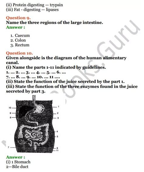 Selina Concise Biology Class Icse Solutions Chapter Digestive