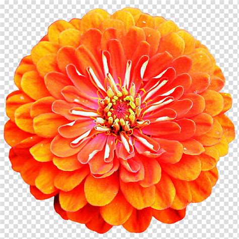 Zinnia Flowers Png Image To U