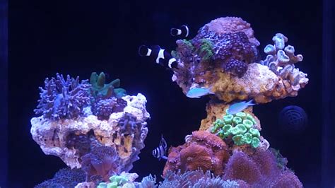 Get ready to dive deep into the fascinating world of reef aquariums!