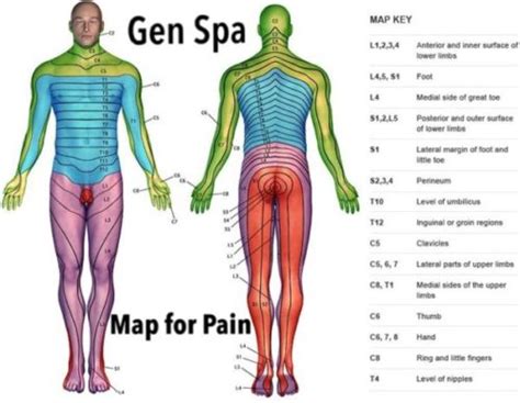 lumbar spine dermatome chart - Keski