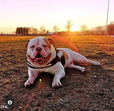 AMERICAN Bully XL Bosnia Psi i Štenad OLX ba