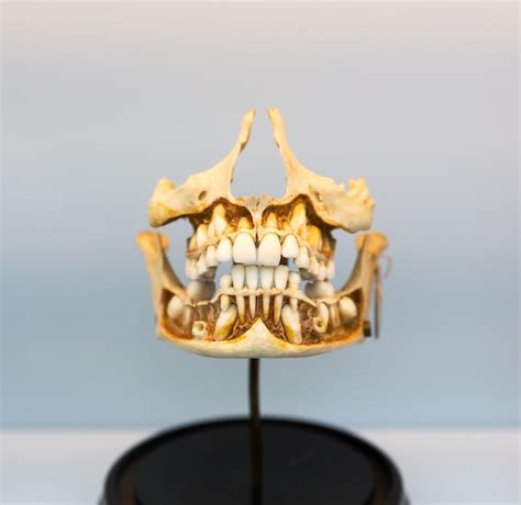 Premium Photo Medical Model Of The Human Jaw On The Stand Learning