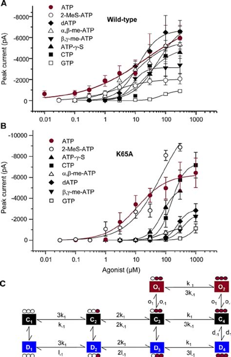 Concentration Response Curves For ATP Its Structural Analogs And CTP