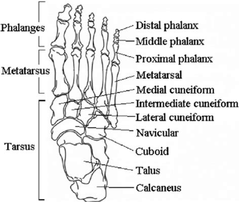 Foot Bone Diagram Labeled