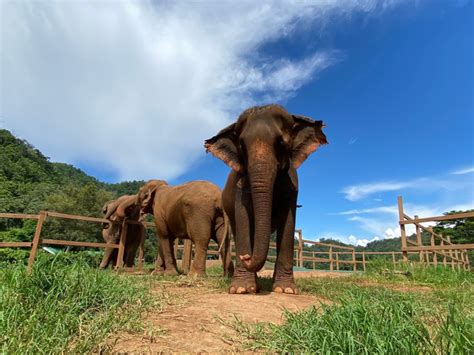 Update Of The Seven Elephants Rescued Save Elephant Foundation