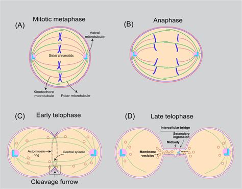 Telophase Of Mitosis