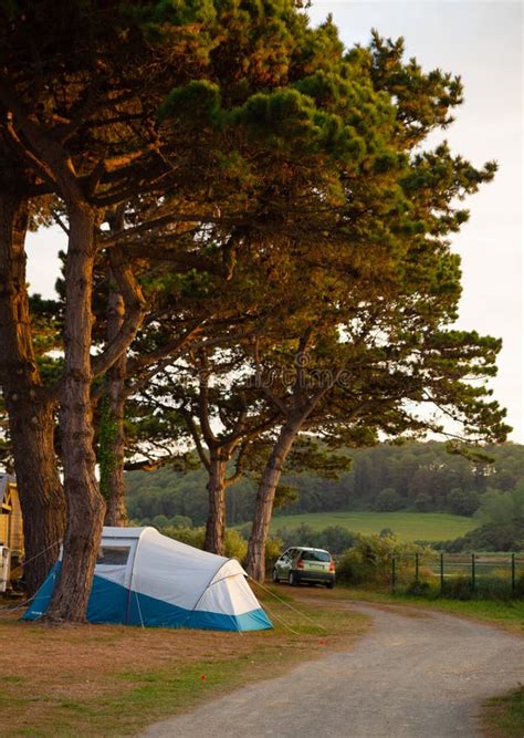 Tent Camping Under Pine Trees At Sunset European Rural Campsite Stock