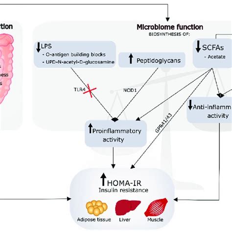 Heat Map Showing Correlations Of Gut Microbiome Composition And