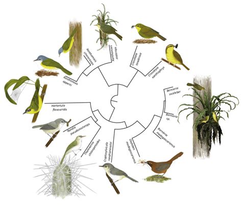 Evolutionary Relationships Within The Bernieridae Illustrated To Show Download Scientific