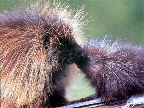 Porcupines 2 Wallpaper Backgrounds Baby Porcupine Mother And Baby