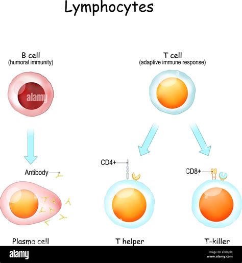 T Helper Lymphocytes Stock Vector Images Alamy