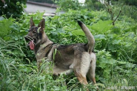 德國牧羊犬和昆明犬戰鬥力誰最強？二選一網友為何都愛它！ 每日頭條