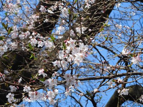 瑞泉寺冬桜 桜図鑑｜公益財団法人日本花の会