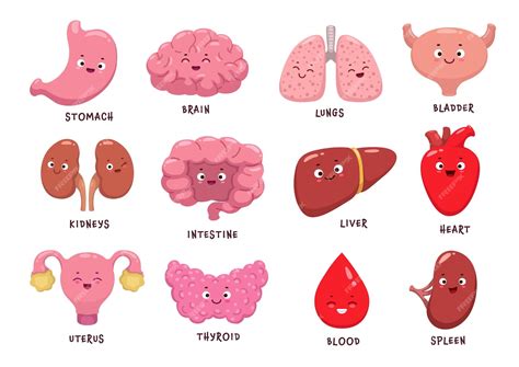 Premium Vector | Cartoon human body organ characters vector funny anatomy personages Brain ...