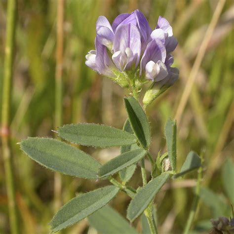 Alfalfa, Medicago sativa - Village Herbals