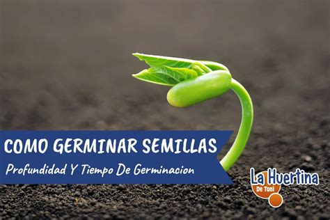 Cuanto Tarda En Germinar Una Semilla Y Qu Necesita