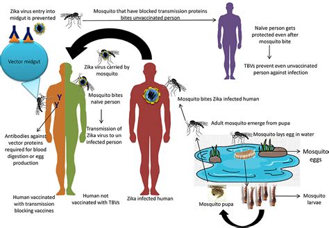 Frontiers Prevention And Control Strategies To Counter Zika Virus A Special Focus On